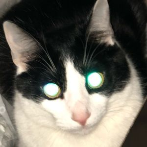 Meet your Posher, Molly